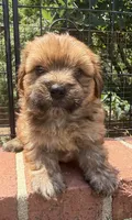 teddy bear (yorkie x shihtzu), a male Shorkie for sale in Winston-Salem, NC – 3 of 10