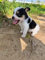 jojo (chorkie), a male Chihuahua and Yorkshire Terrier for sale in Winston-Salem, NC – 2 of 7