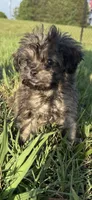 jojo, a male Shih Tzu and Poodle - Toy  for sale in Winston-Salem, NC – 3 of 6