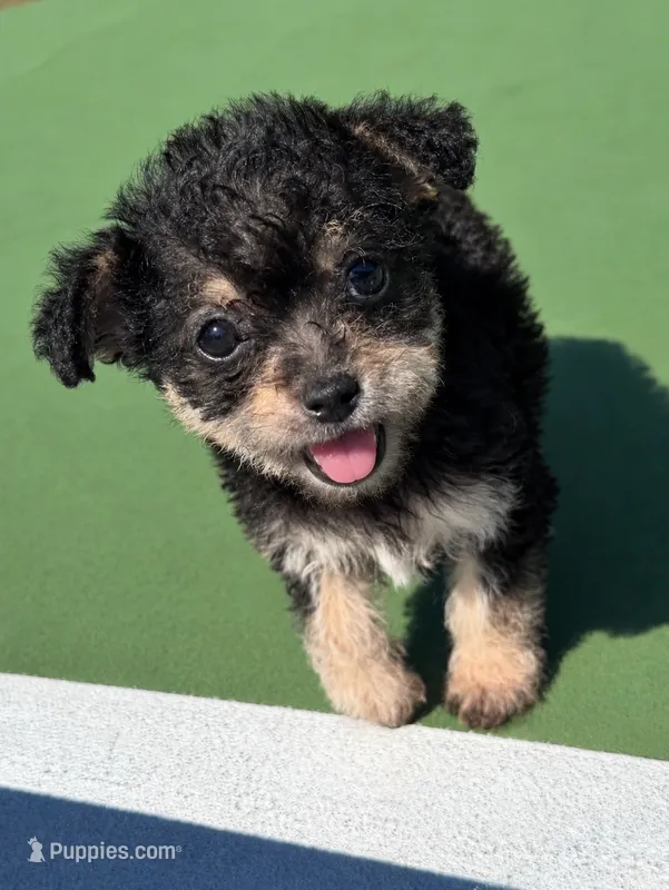 layla (chorkie) – Chihuahua, Yorkshire Terrier puppy on hold in Winston-Salem, NC