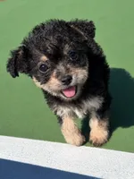 layla (chorkie), a female Chihuahua and Yorkshire Terrier for sale in Winston-Salem, NC – 1 of 5