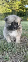 Nala, a female Pomeranian for sale in Winston-Salem, NC – 6 of 9