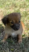 penny, a female Chihuahua and Miniature Dachshund for sale in Winston-Salem, NC – 2 of 7