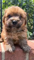 teddy bear (yorkie x shihtzu), a male Shorkie for sale in Winston-Salem, NC – 10 of 10