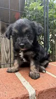 lili (shorkie), a female Shih Tzu and Yorkshire Terrier for sale in Winston-Salem, NC – 3 of 5