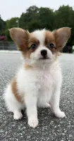 Mochi (long haired chihuahua), a male Chihuahua for sale in Winston-Salem, NC – 6 of 8