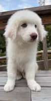 marky , a male Australian Shepherd and Great Pyrenees for sale in Bronx, NY – 8 of 9