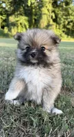 foxy, a female Pomeranian for sale in Winston-Salem, NC – 2 of 9