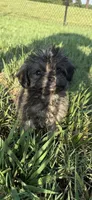jojo, a male Shih Tzu and Poodle - Toy  for sale in Winston-Salem, NC – 2 of 6