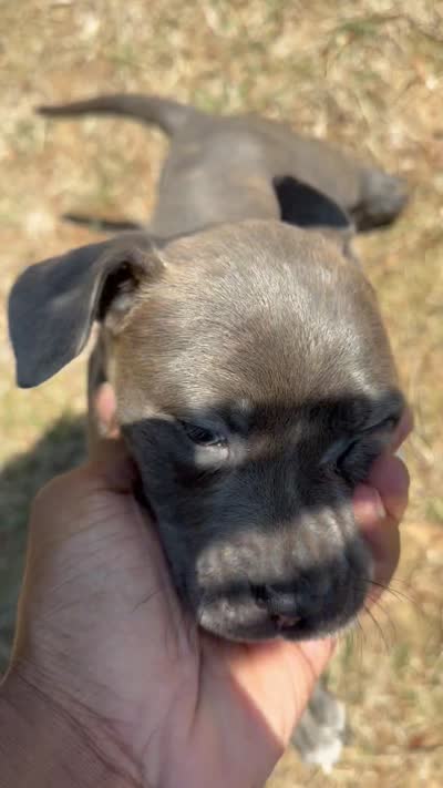marlo (blue brindle pitbull puppy), a male American Pit Bull Terrier for sale in Greensboro, NC – 4 of 9