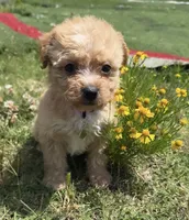 GIGI (maltipoo), a female Maltese and Poodle - Toy  for sale in Winston-Salem, NC – 1 of 4