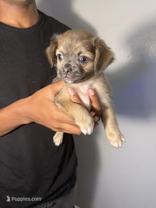 mia – Chihuahua, Pug puppy for sale in Winston-Salem, NC