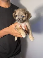 mia, a female Chihuahua and Pug for sale in Winston-Salem, NC – 1 of 4