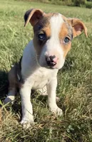 gigi, a female Bull Terrier and American Pit Bull Terrier for sale in Bronx, NY – 2 of 5