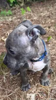 Chulo (blue brindle pitbull puppy), a male American Pit Bull Terrier for sale in Greensboro, NC – 4 of 6