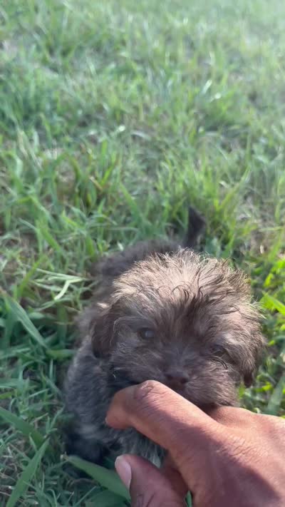 jojo, a male Shih Tzu and Poodle - Toy  for sale in Winston-Salem, NC – 6 of 6