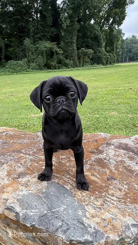 Nala – Pug puppy for sale in Winston-Salem, NC