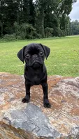 Nala, a female Pug for sale in Winston-Salem, NC – 1 of 9
