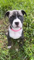 mya , a female American Pit Bull Terrier for sale in Winston-Salem, NC – 2 of 5