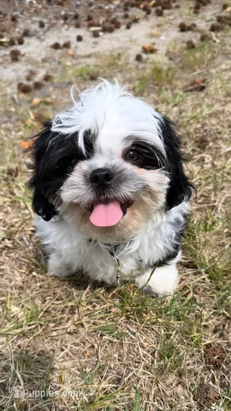 Teddy (registered pure bred shih tzu)  – Shih Tzu puppy for sale in Winston-Salem, NC