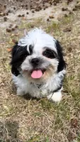 Teddy (registered pure bred shih tzu) , a male Shih Tzu for sale in Winston-Salem, NC – 1 of 8