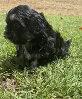lulu, a female Shih Tzu and Poodle - Toy  for sale in Winston-Salem, NC – 5 of 8