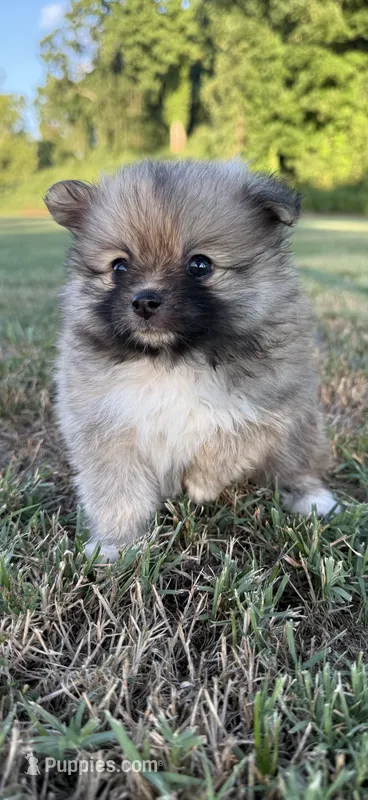 foxy – Pomeranian puppy for sale in Winston-Salem, NC