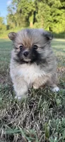 foxy, a female Pomeranian for sale in Winston-Salem, NC – 1 of 9