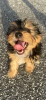 teddy (shorkie puppy), a male Shih Tzu and Yorkshire Terrier for sale in Winston-Salem, NC – 5 of 9