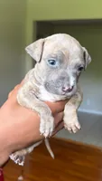 papi, a male American Pit Bull Terrier for sale in Winston-Salem, NC – 2 of 7