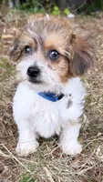 loopy  (yorkiepoo), a male Yorkshire Terrier and Poodle - Toy  for sale in Winston-Salem, NC – 3 of 6