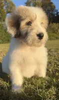 holly (sheepadoodle) (doodle puppy), a female Old English Sheepdog and Poodle - Standard  for sale in Winston-Salem, NC – 7 of 8