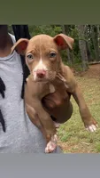 mikey (red nose pitbull) , a male American Pit Bull Terrier for sale in Winston-Salem, NC – 7 of 7