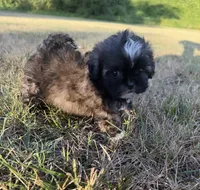 bella (shih-poo), a female Shih Tzu and Poodle - Toy  for sale in Winston-Salem, NC – 5 of 9