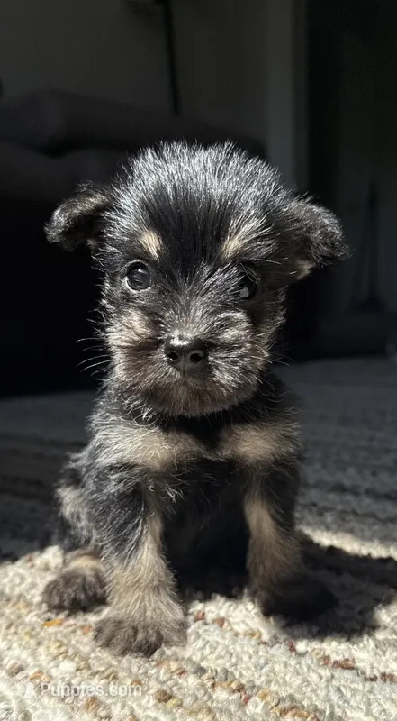 mia (yorkie x mini schnauzer) -snorkie – Miniature Schnauzer, Yorkshire Terrier puppy for sale in Winston-Salem, NC