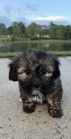 mya, a female Shih Tzu and Yorkshire Terrier for sale in Winston-Salem, NC – 4 of 9
