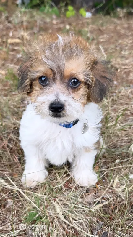 loopy  (yorkiepoo) – Yorkshire Terrier, Poodle - Toy  puppy for sale in Winston-Salem, NC