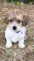 loopy  (yorkiepoo), a male Yorkshire Terrier and Poodle - Toy  for sale in Winston-Salem, NC – 1 of 6