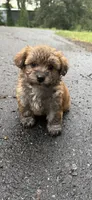 marley (shih tzu x yorkie ), a male Shorkie for sale in Winston-Salem, NC – 5 of 9