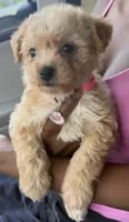 GIGI (maltipoo), a female Maltese and Poodle - Toy  for sale in Winston-Salem, NC – 4 of 4