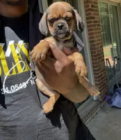lili (chug puppy), a female Chihuahua and Pug for sale in Winston-Salem, NC – 3 of 6