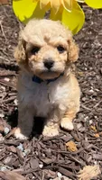 Luke, a male Poodle - Toy  for sale in Greensboro, NC – 9 of 10
