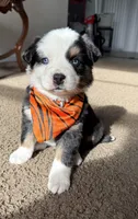 scrappy, a male Miniature Australian Shepherd for sale in Greensboro, NC – Photo 8 of 8