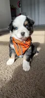 scrappy, a male Miniature Australian Shepherd for sale in Greensboro, NC – Photo 6 of 8