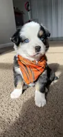scrappy, a male Miniature Australian Shepherd for sale in Greensboro, NC – Photo 5 of 8