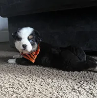 scrappy, a male Miniature Australian Shepherd for sale in Greensboro, NC – Photo 2 of 8