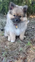 Teddy, a male Pomeranian for sale in Greensboro, NC – 3 of 6
