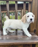 mimi, a  Basset Hound and Dachshund for sale in Greensboro, NC – 2 of 9