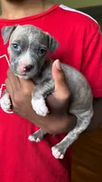 lilly, a female American Pit Bull Terrier for sale in Winston-Salem, NC – 3 of 6