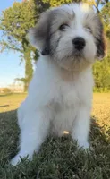 holly (sheepadoodle) (doodle puppy), a female Old English Sheepdog and Poodle - Standard  for sale in Winston-Salem, NC – 3 of 8